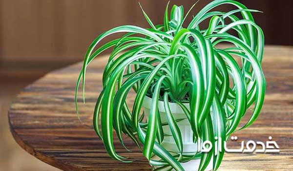 گیاه گندمی یا عنکبوتی  - گیاهان آپارتمانی سریع الرشد